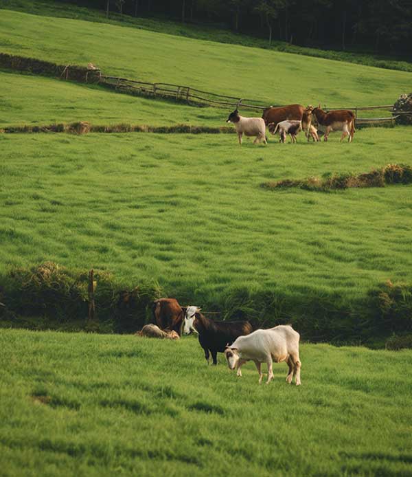 Farmer Img 18