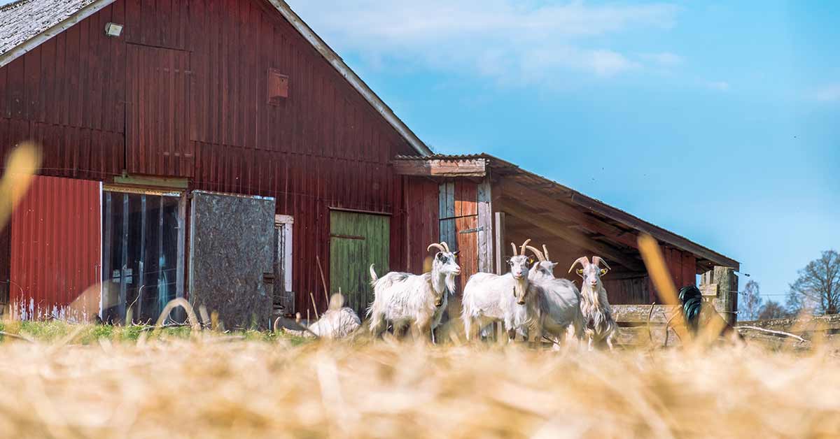 Farmers Blog 06