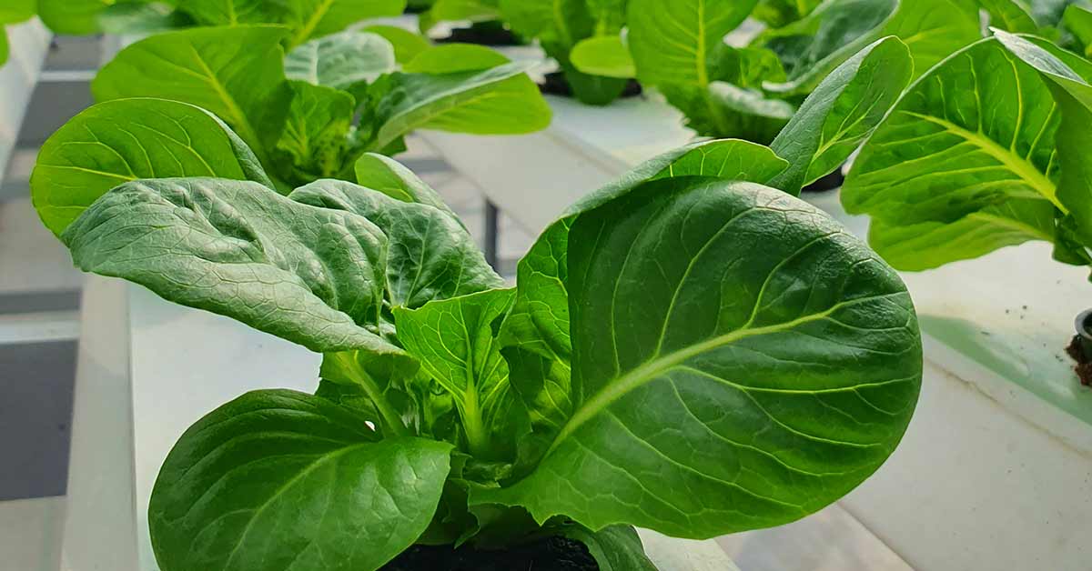 Farmers Blog 08